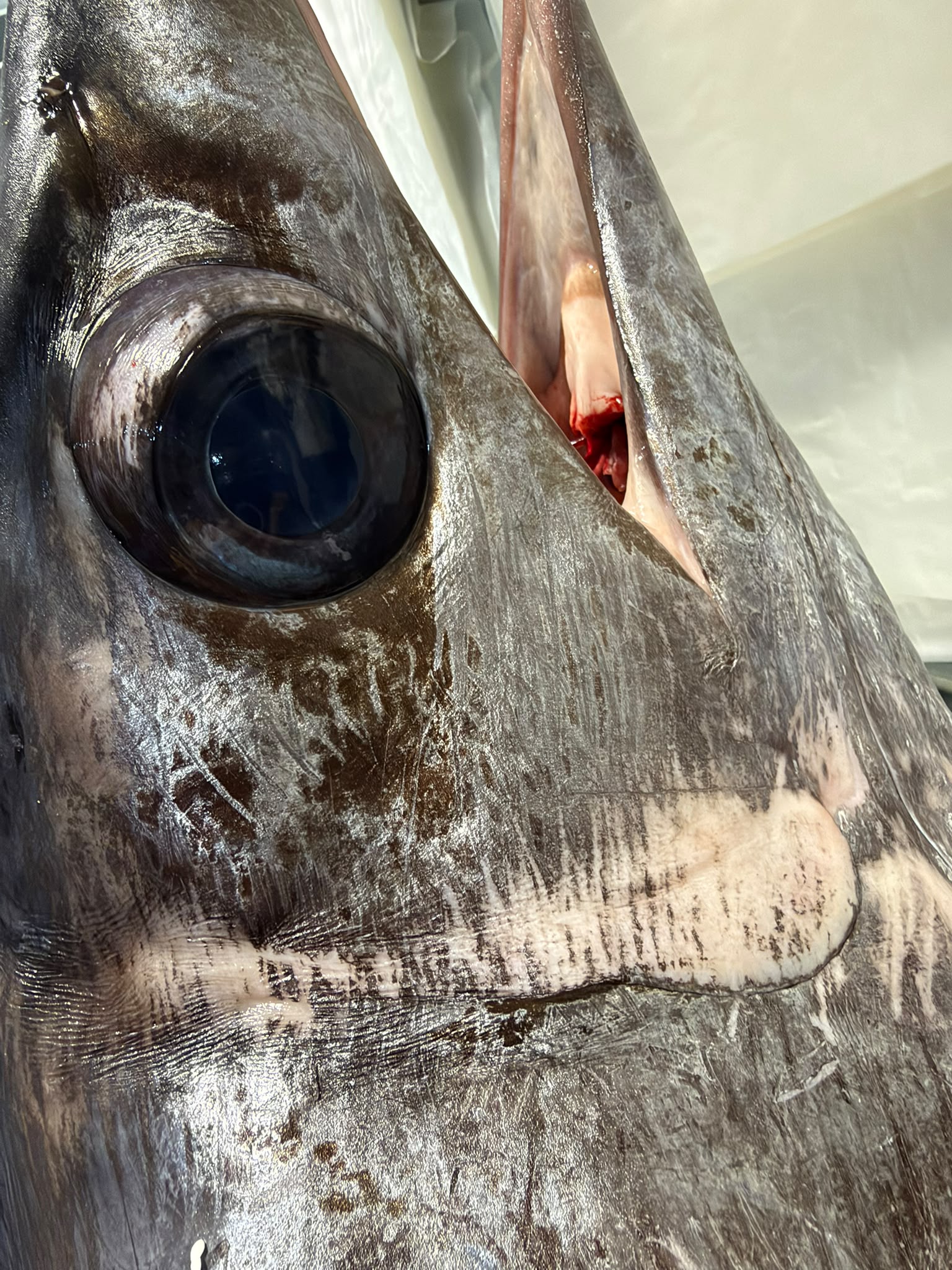 Dettaglio di un pesce spada fresco